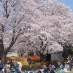 小林牧場満開の桜